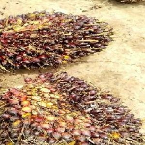 underripe_valid (115).jpg