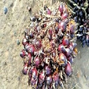 underripe_valid (12).jpg