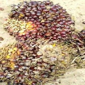 underripe_valid (126).jpg