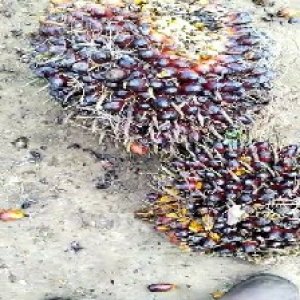 underripe_valid (129).jpg