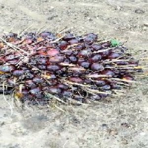 underripe_valid (131).jpg