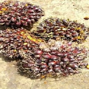 underripe_valid (141).jpg