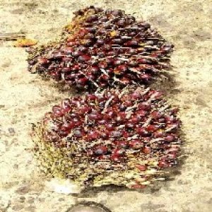 underripe_valid (142).jpg