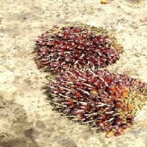 underripe_valid (143).jpg