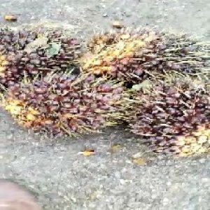 underripe_valid (145).jpg