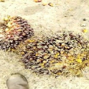 underripe_valid (147).jpg