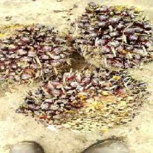 underripe_valid (148).jpg