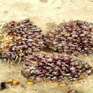 underripe_valid (149).jpg