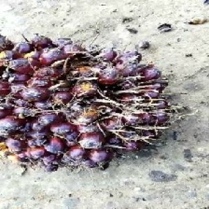 underripe_valid (15).jpg