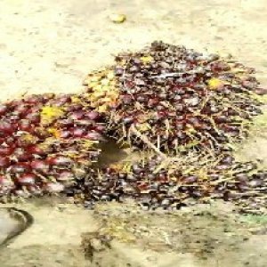 underripe_valid (150).jpg