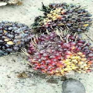 underripe_valid (151).jpg