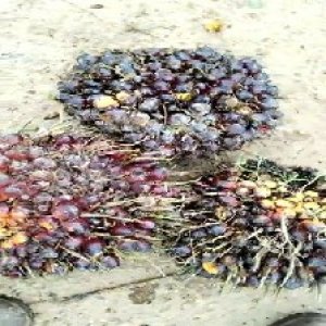 underripe_valid (152).jpg