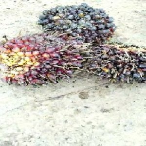 underripe_valid (154).jpg