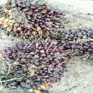 underripe_valid (155).jpg