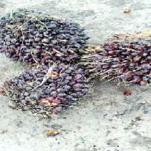 underripe_valid (156).jpg