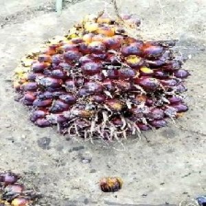 underripe_valid (16).jpg