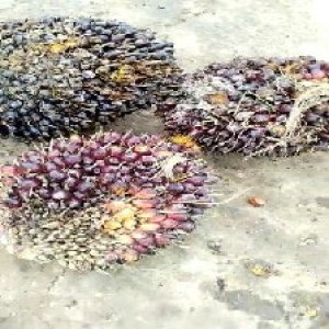 underripe_valid (161).jpg