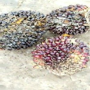 underripe_valid (162).jpg