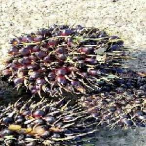 underripe_valid (166).jpg