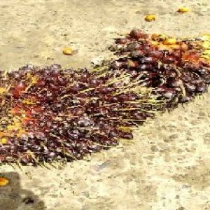 underripe_valid (169).jpg