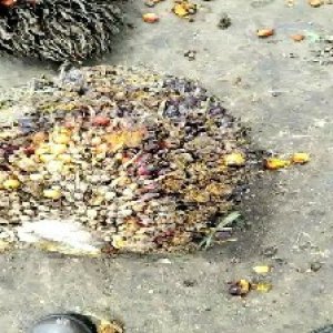 underripe_valid (17).jpg