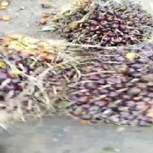 underripe_valid (171).jpg