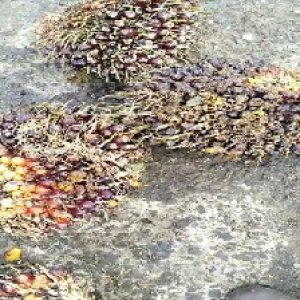 underripe_valid (176).jpg