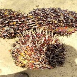 underripe_valid (177).jpg