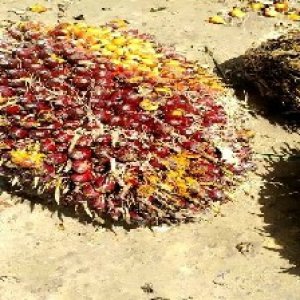 underripe_valid (18).jpg