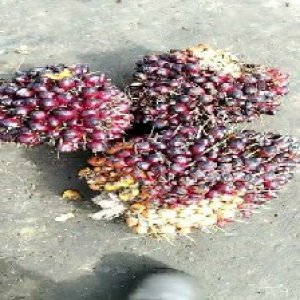 underripe_valid (181).jpg