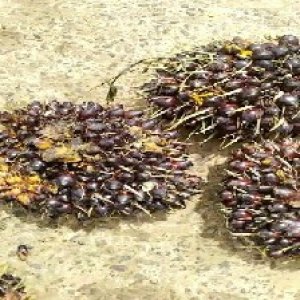 underripe_valid (184).jpg