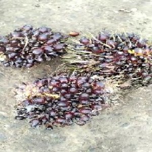 underripe_valid (189).jpg