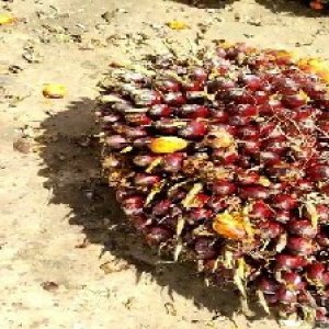 underripe_valid (19).jpg