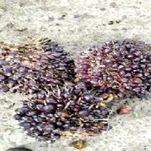 underripe_valid (190).jpg