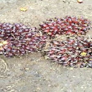 underripe_valid (196).jpg