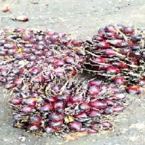 underripe_valid (198).jpg