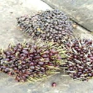 underripe_valid (207).jpg