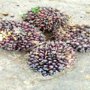 underripe_valid (212).jpg