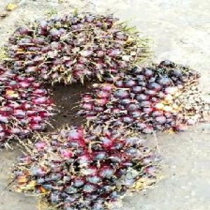 underripe_valid (213).jpg