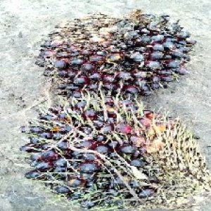 underripe_valid (215).jpg