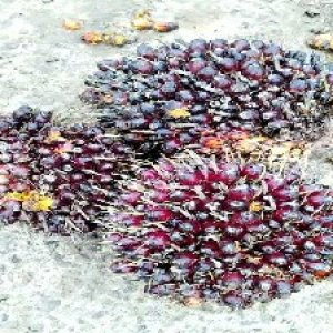 underripe_valid (218).jpg