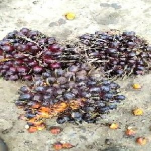 underripe_valid (225).jpg