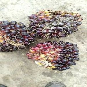 underripe_valid (226).jpg