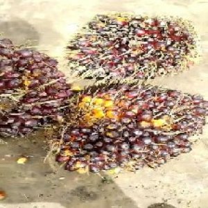 underripe_valid (234).jpg