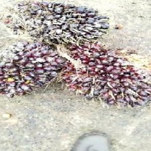 underripe_valid (235).jpg