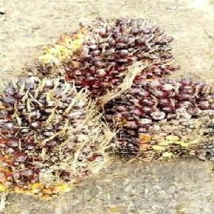 underripe_valid (237).jpg