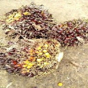 underripe_valid (238).jpg