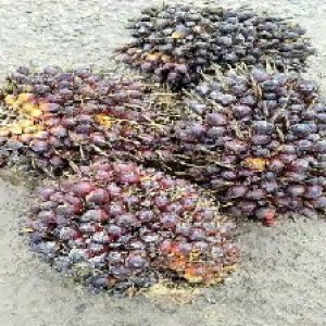 underripe_valid (240).jpg