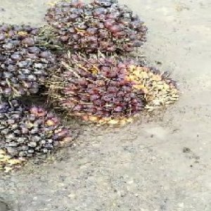 underripe_valid (241).jpg