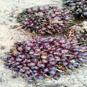 underripe_valid (243).jpg